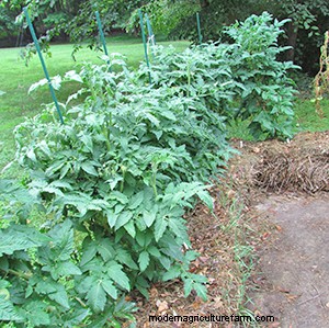 Compact Tomato Plants Yield Full-Size Flavors