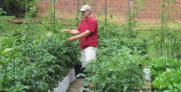 Compact Tomato Plants Yield Full-Size Flavors
