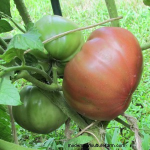 Compact Tomato Plants Yield Full-Size Flavors