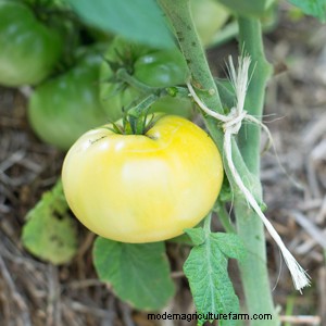 Compact Tomato Plants Yield Full-Size Flavors