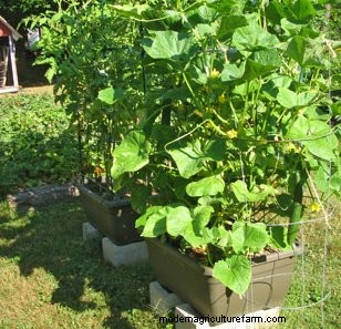 Cucumbers in Containers
