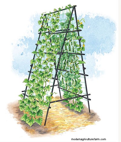 Cucumbers in Containers