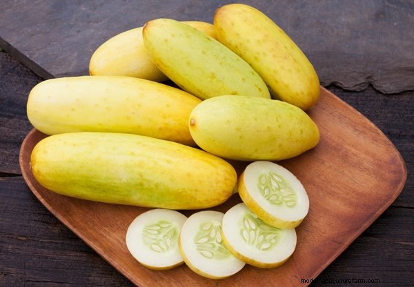 Cucumbers in Containers