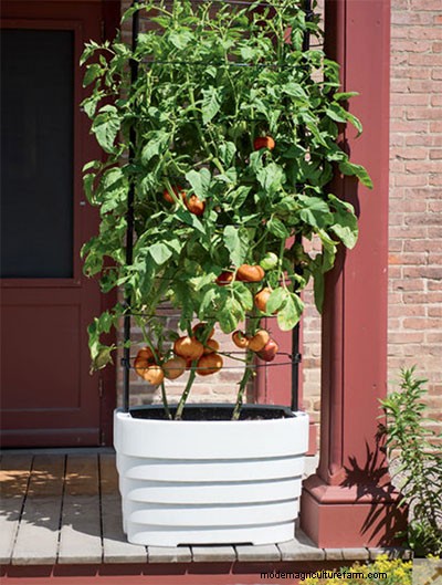 Urban Gardening with Vegetables