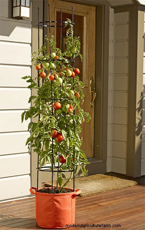 Urban Gardening with Vegetables