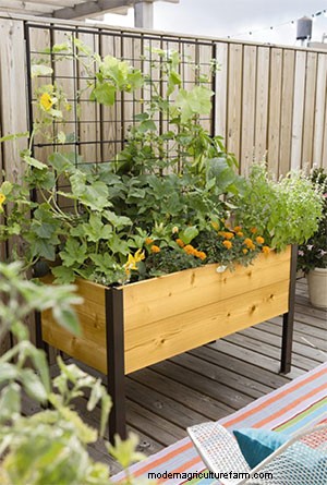 Urban Gardening with Vegetables