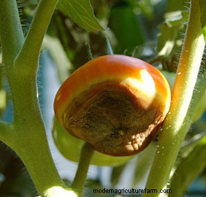 Troubleshooting Tomato Problems
