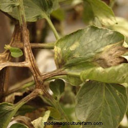 Troubleshooting Tomato Problems