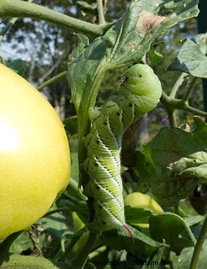 Troubleshooting Tomato Problems
