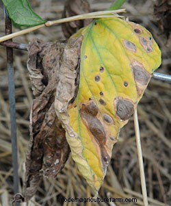 Troubleshooting Tomato Problems