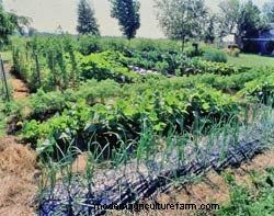 Dont Hide Your Veggies