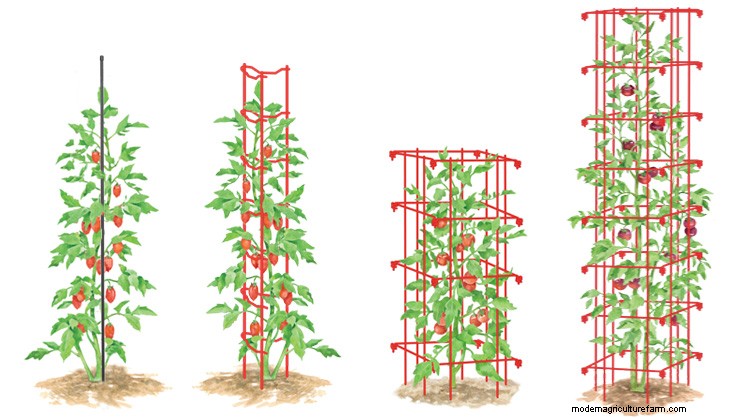 How to Stake Tomatoes