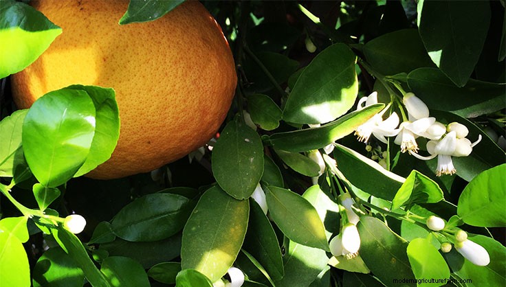 Choosing Citrus Varieties for Hot-Zone Climates