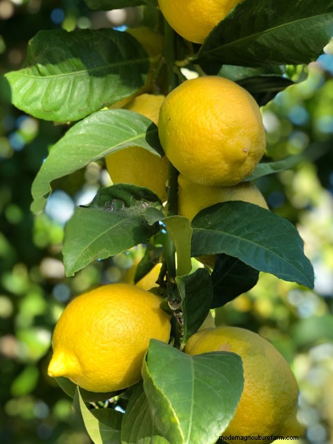 Choosing Citrus Varieties for Hot-Zone Climates