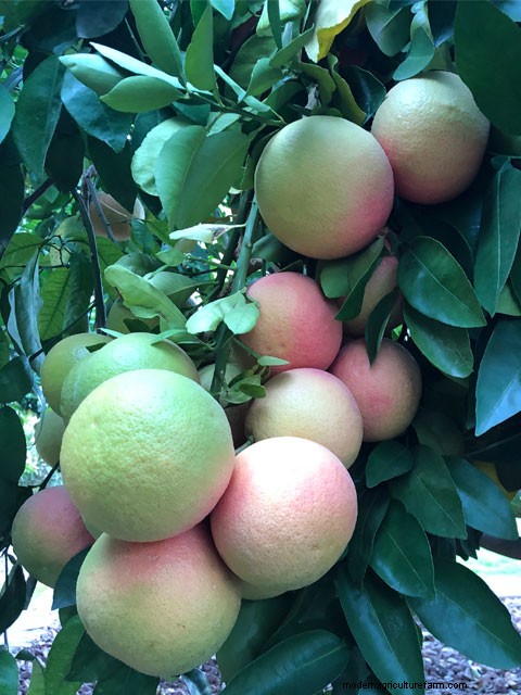 Choosing Citrus Varieties for Hot-Zone Climates