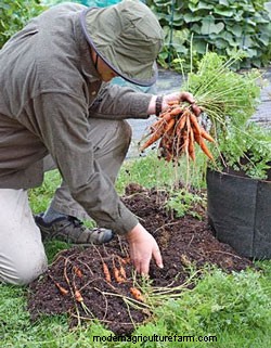 Grow Carrots in a Grow Bag