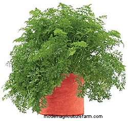 Grow Carrots in a Grow Bag