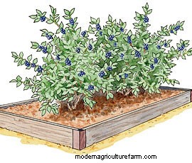 Growing Berries and Asparagus in Raised Beds