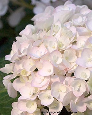 Growing Blue Hydrangeas