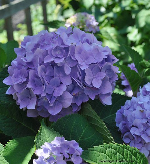 Growing Blue Hydrangeas