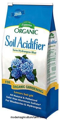 Growing Blue Hydrangeas