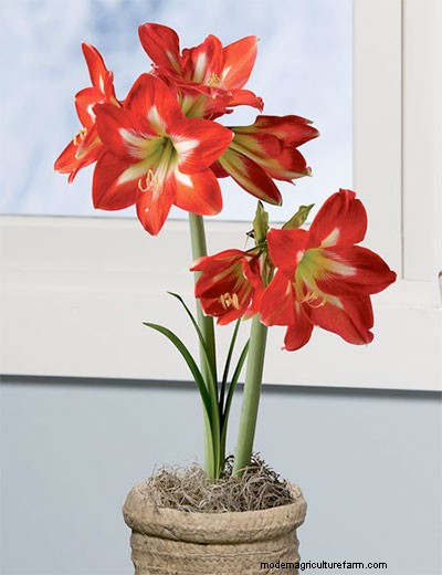 Meet One of Our South African Amaryllis Growers