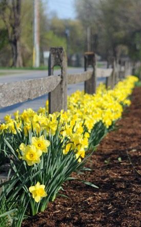 Success With Spring Bulbs