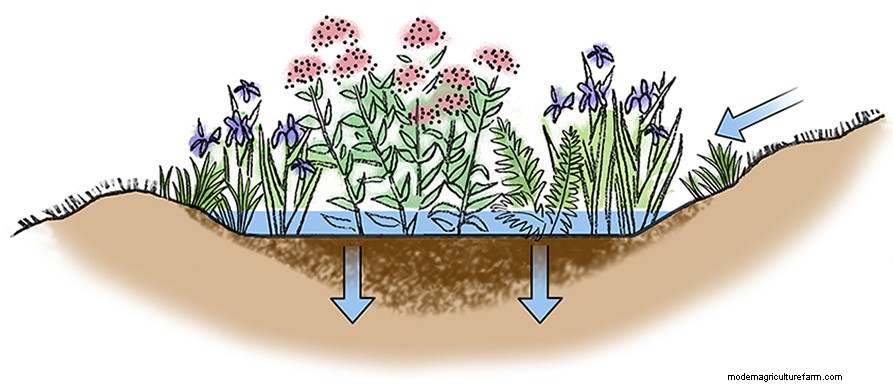 How to Build a Rain Garden