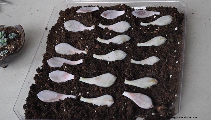 Propagating Succulents