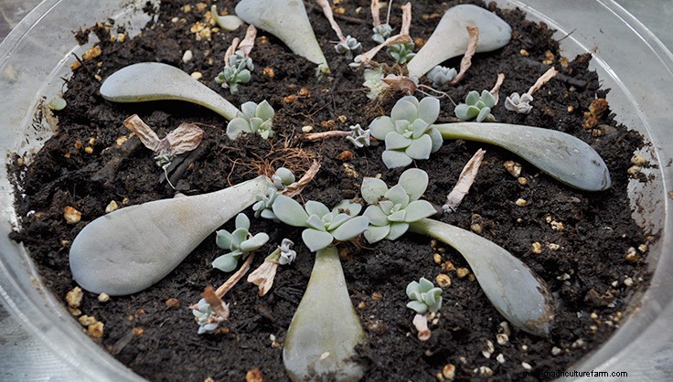 Propagating Succulents