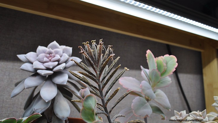 Propagating Succulents