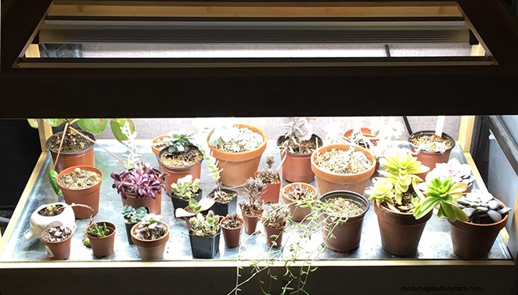 Propagating Succulents