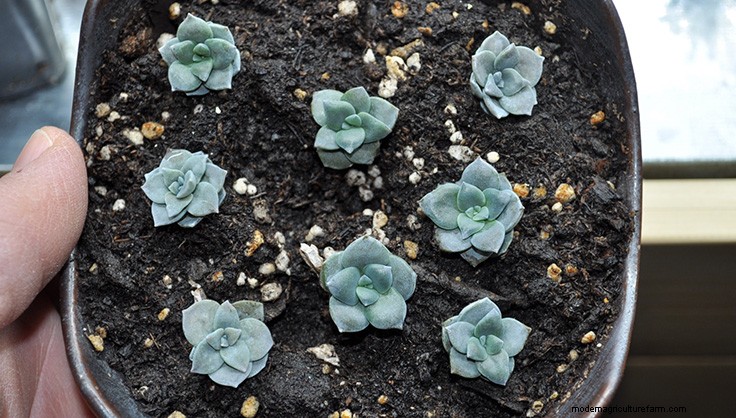 Propagating Succulents