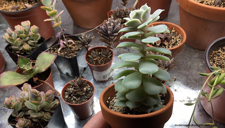 Propagating Succulents