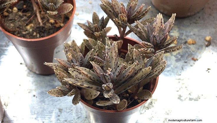 Propagating Succulents