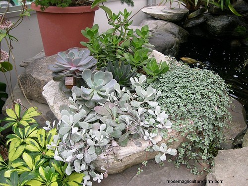 How to Make a Hypertufa Planter
