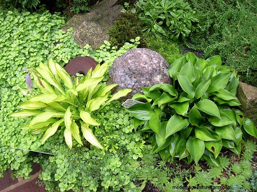 How to Make a Hypertufa Planter