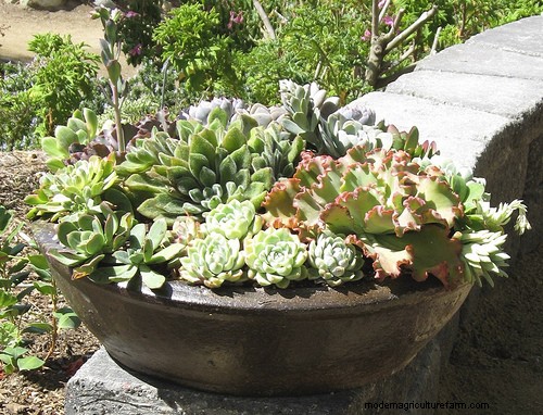 How to Make a Hypertufa Planter