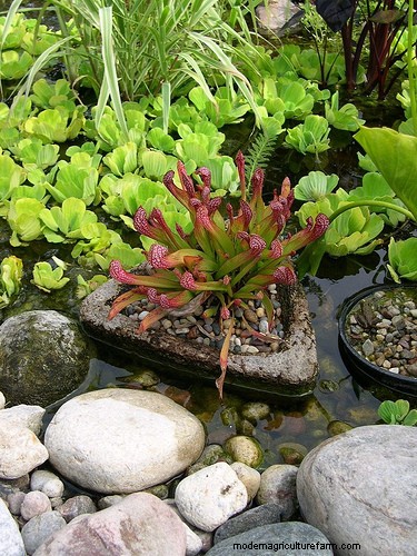 How to Make a Hypertufa Planter