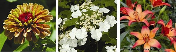 Planting My Bountiful, Beautiful Backyard