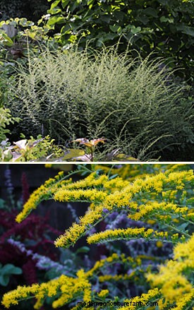 Taming the Unruly Perennial Garden