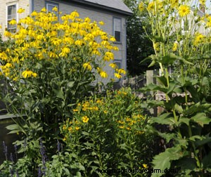 Taming the Unruly Perennial Garden