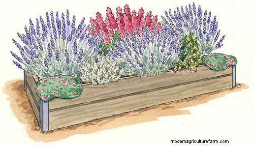 Grow Lavender Anywhere