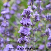 Grow Lavender Anywhere