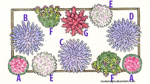 Grow Lavender Anywhere
