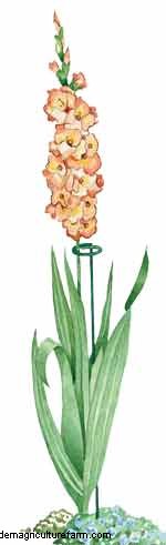 How to Grow Gladiolus