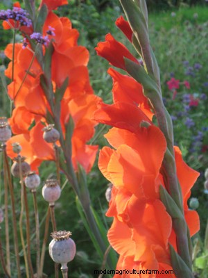 How to Grow Gladiolus