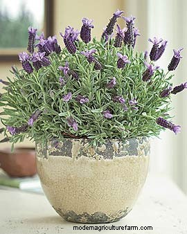 Care of the Lavender Plant