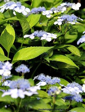 When to Prune Hydrangeas