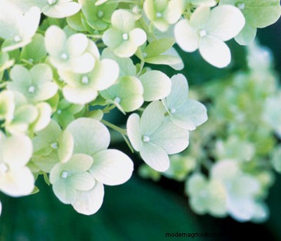 When to Prune Hydrangeas